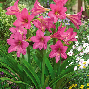 Amaryllis Sweet Sixteen - Willemse