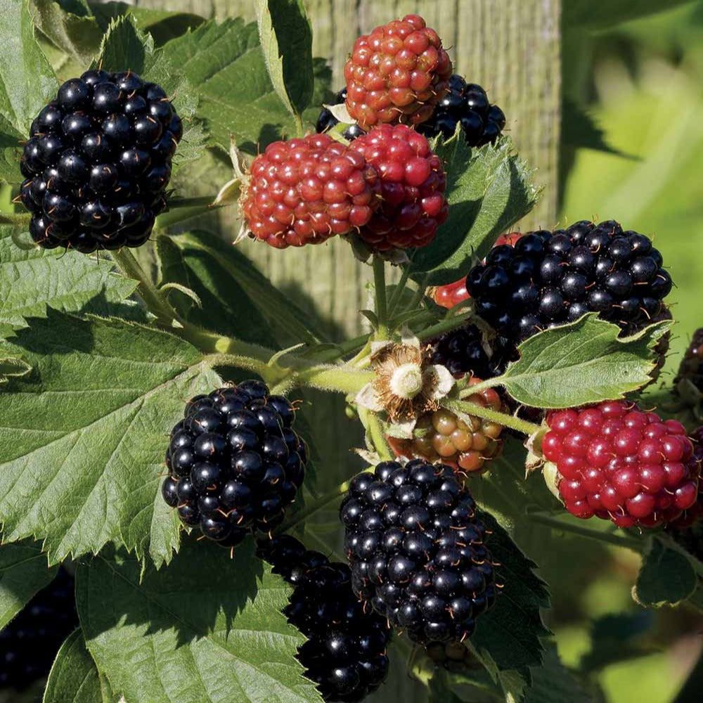 Brombeere Reuben - Willemse
