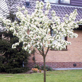 Birne ‘Williams Rot’ - Pyrus communis William's red - Willemse