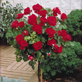 Stammrose ‘Dame de Cœur’ - Rosa dame de coeur - Willemse