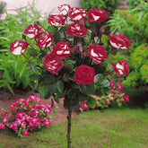 Stammrose Osiria - Rosa Osiria - Willemse