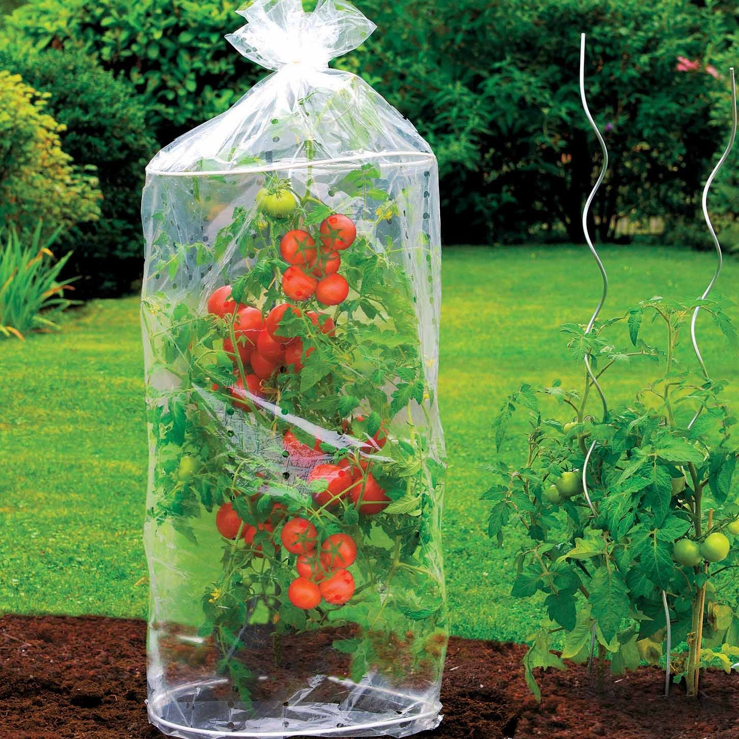 Tomaten-Schutzhüllen (x2) - Willemse