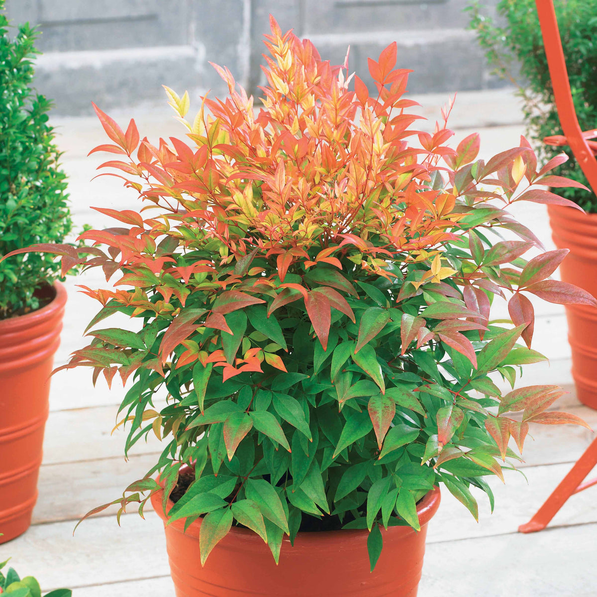 Heiliger Bambus Sunset Boulevard® - Willemse