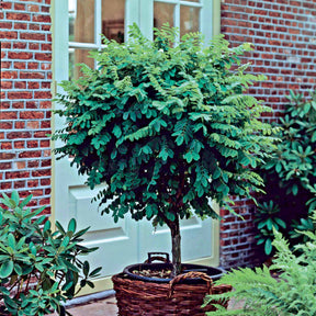 Kugelakazie auf Stamm - Robinia pseudoacacia umbraculifera - Willemse