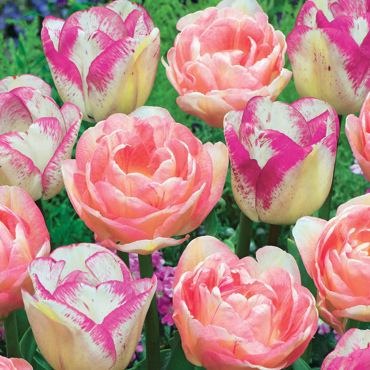 Romantische Tulpen-Kollektion (x20) - Tulipa angélique , double shirley - Willemse