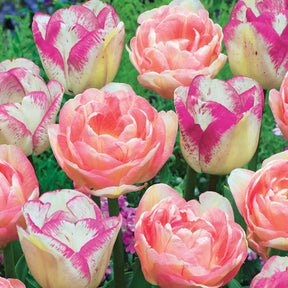 Romantische Tulpen-Kollektion (x20) - Tulipa angélique , double shirley - Willemse