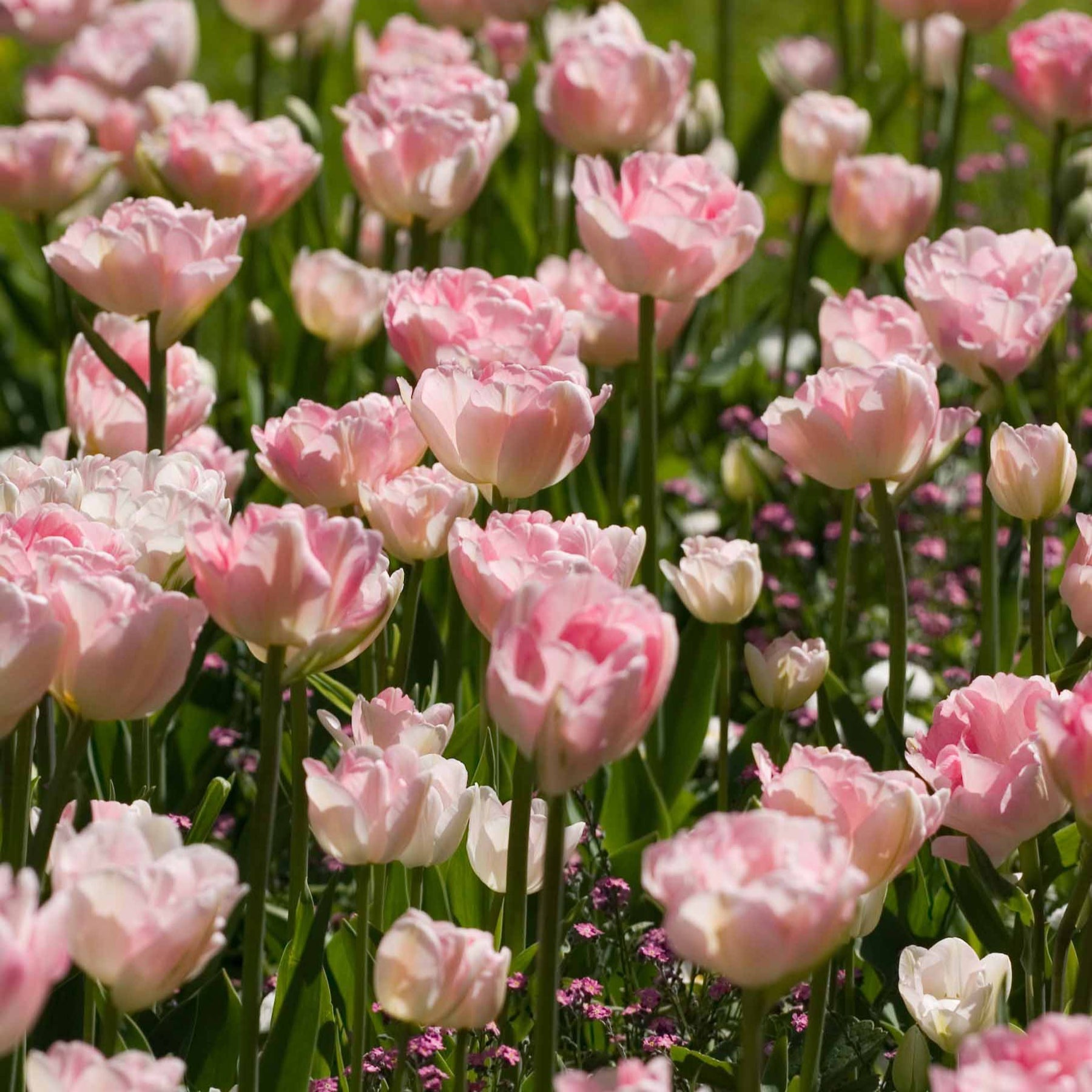 Romantische Tulpen-Kollektion (x20) - Willemse