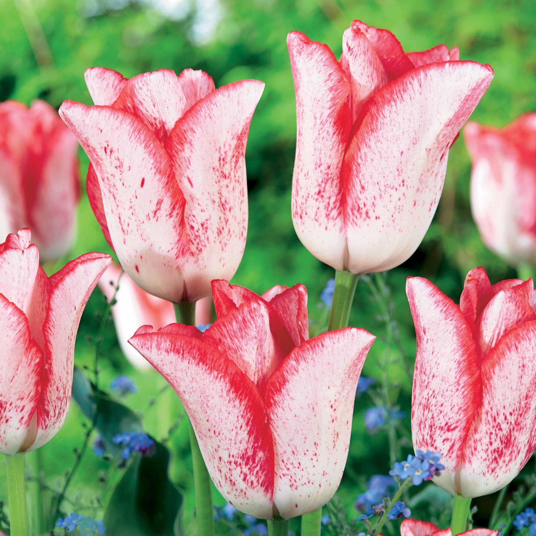 Tulpe ‘Beauty Trend’ (x10) - Willemse