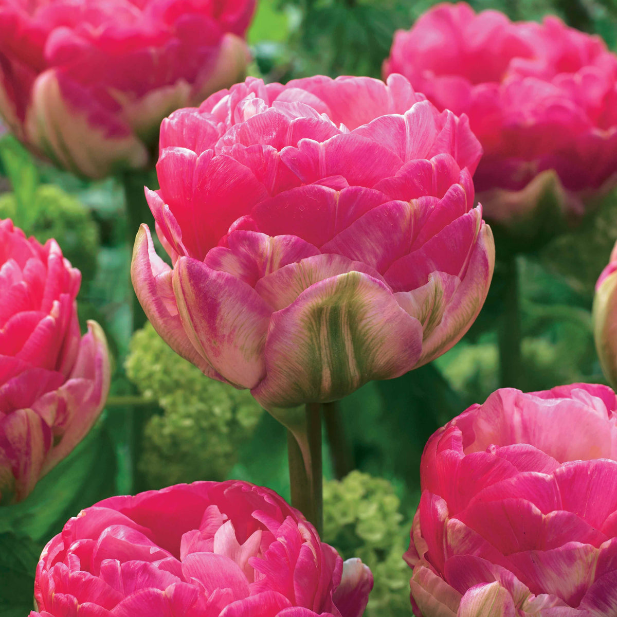 Pfingstrosen-Tulpen rosa Pompon (x10) - Tulipa pink size - Willemse