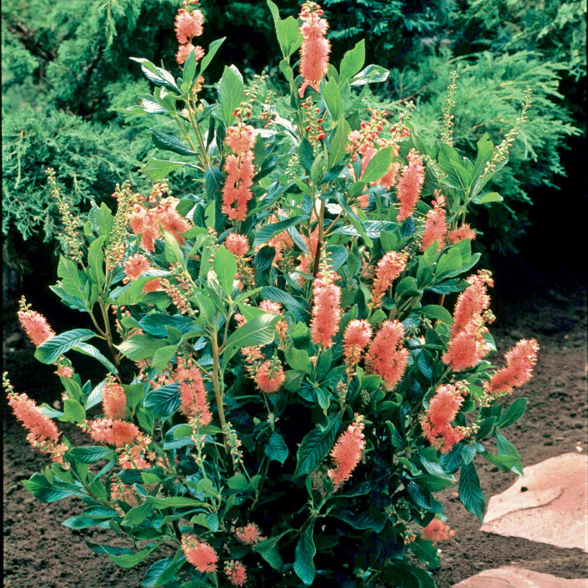 Clethra alnifolia Pink Spire - Silberkerzenstrauch Pink Spire - Blühende Sträucher