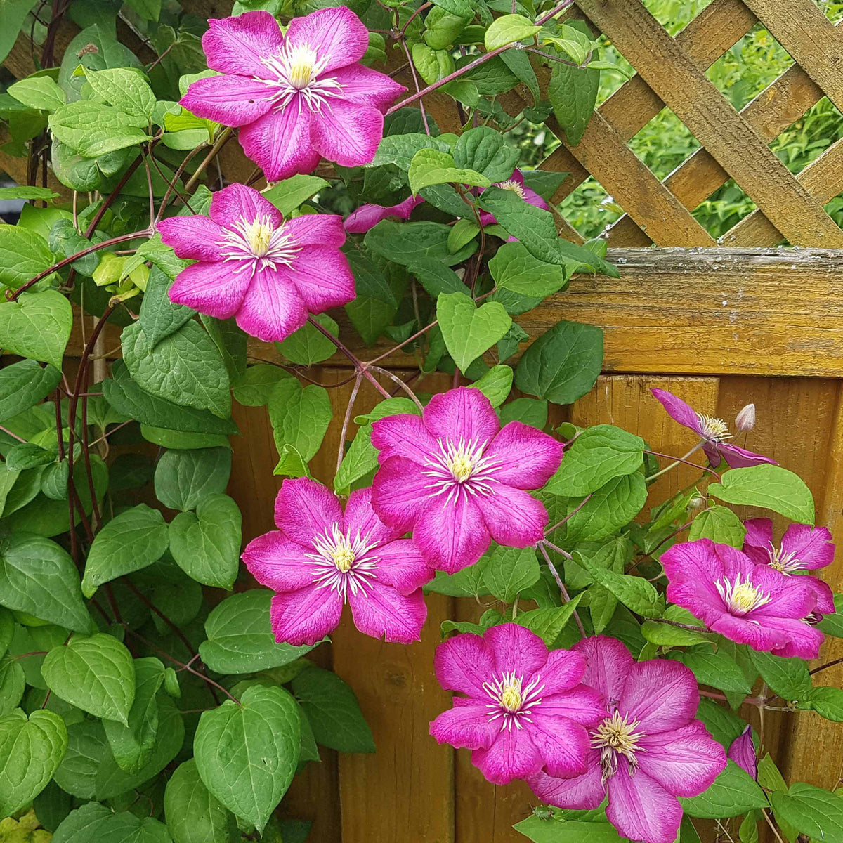 Waldrebe ‘Ville de Lyon’ - Clematis x viticella Ville de Lyon - Willemse