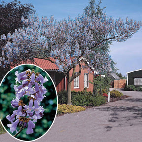 Verkauf Blauglockenbaum - Paulownia - Blauglockenbaum