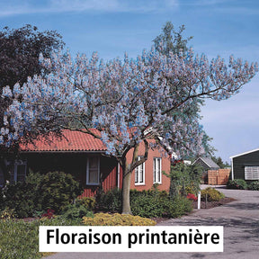 Blauglockenbaum - Paulownia tomentosa - Bäume