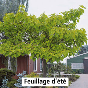 Verkauf Blauglockenbaum - Paulownia - Blauglockenbaum