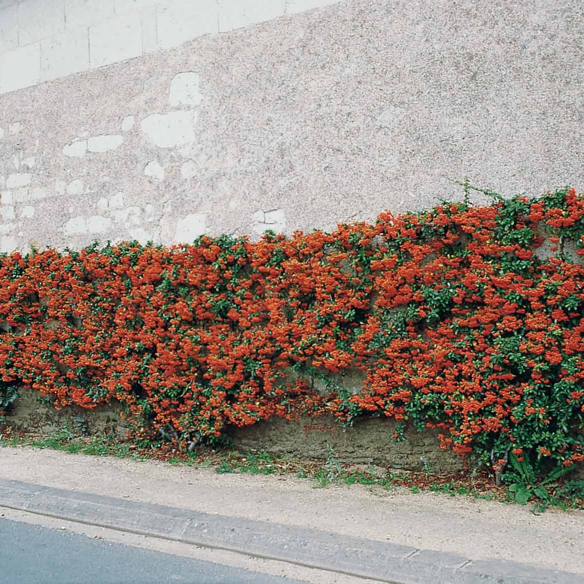 Feuerdorn ‘Saphyr Rouge’ (x3) - Willemse