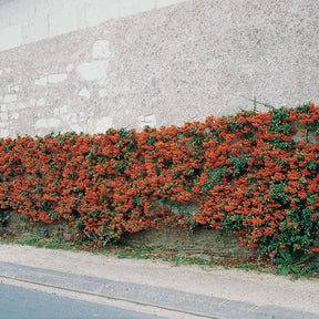 Feuerdorn ‘Saphyr Rouge’ (x3) - Willemse