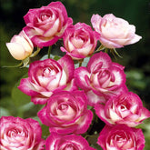 Beetrosen ‘La Minuette’ (x3) - Willemse