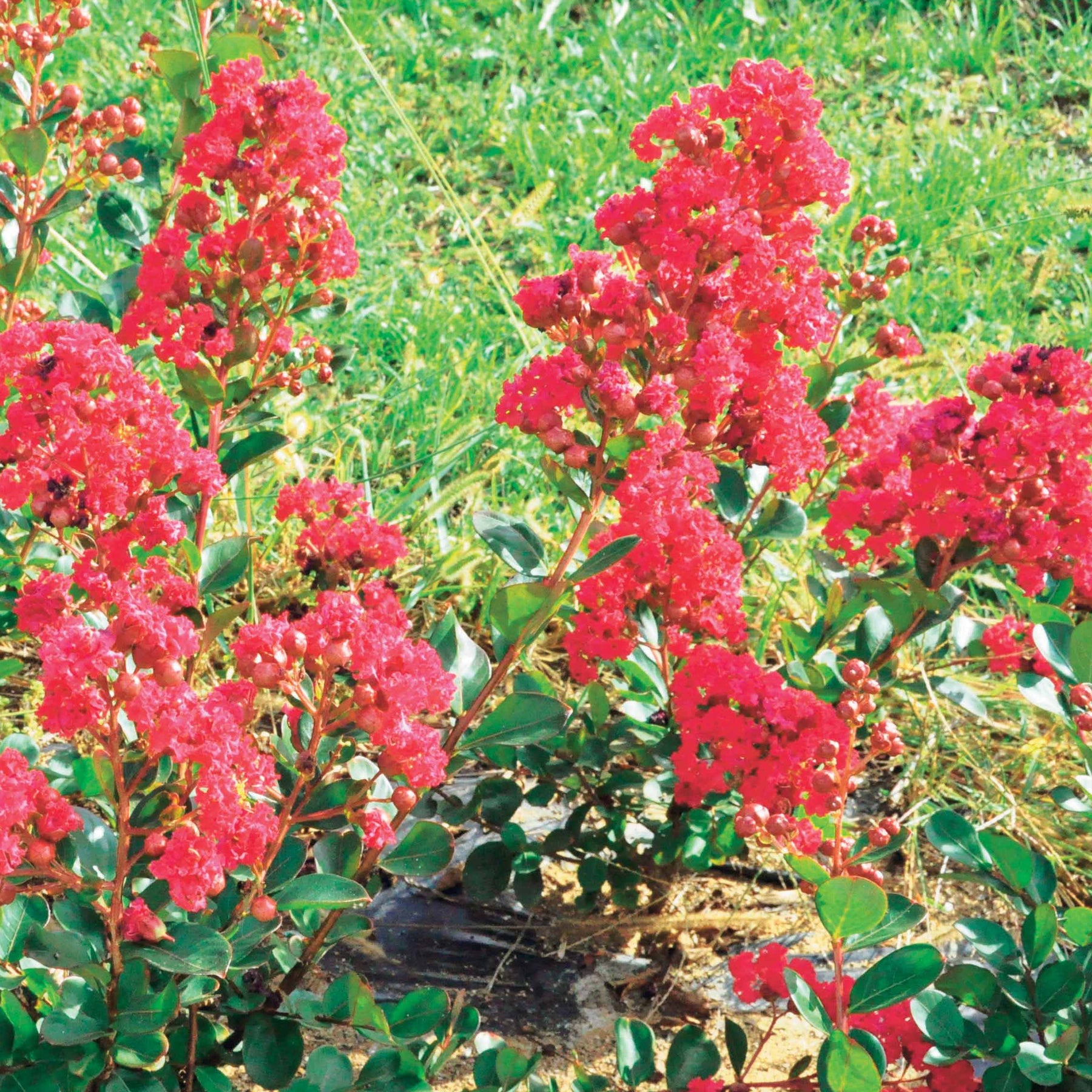 Indischer Flieder - Kreppmyrte ‘Braise d’Été®’ - Lagerstroemia indica braise d'été® ‘indybra’