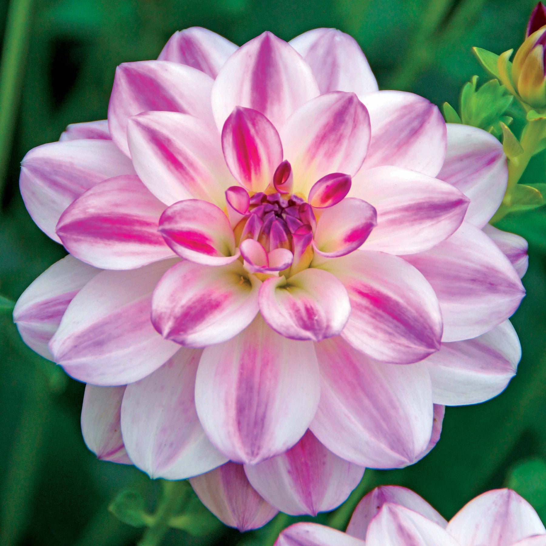 Dahlie Saint Martin (x3) - Dahlia saint martin - Willemse