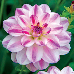 Dahlie Saint Martin (x3) - Dahlia saint martin - Willemse