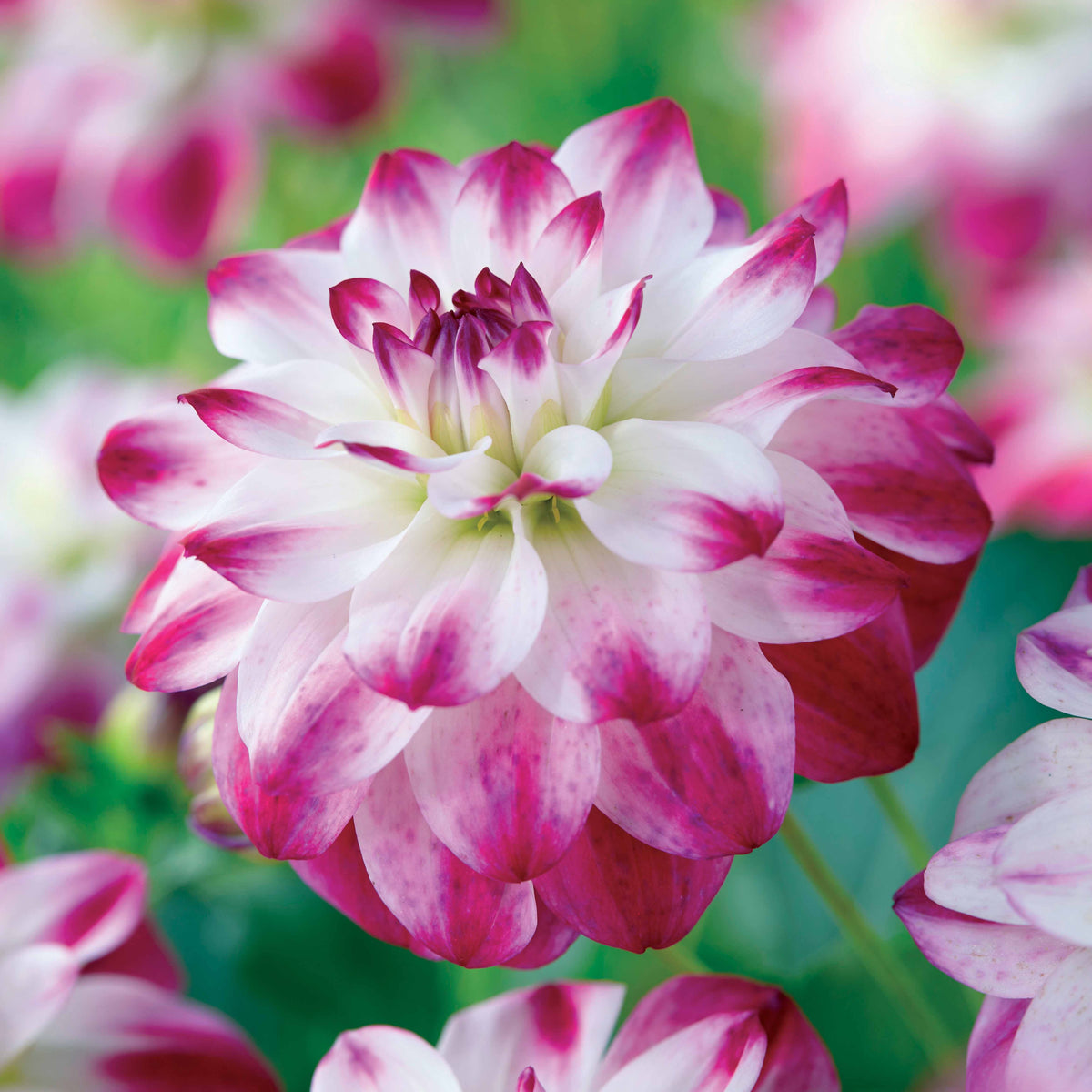 Dahlie Saint Martin (x3) - Willemse