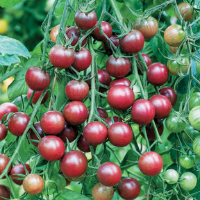 Cherrytomate ‘Chocolate Cherry’ - Solanum lycopersicum chocolate cherry - Willemse