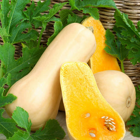 Butternut-Kürbis ‘Hercules’ F1 - Cucurbita moschata hercules f1 - Willemse
