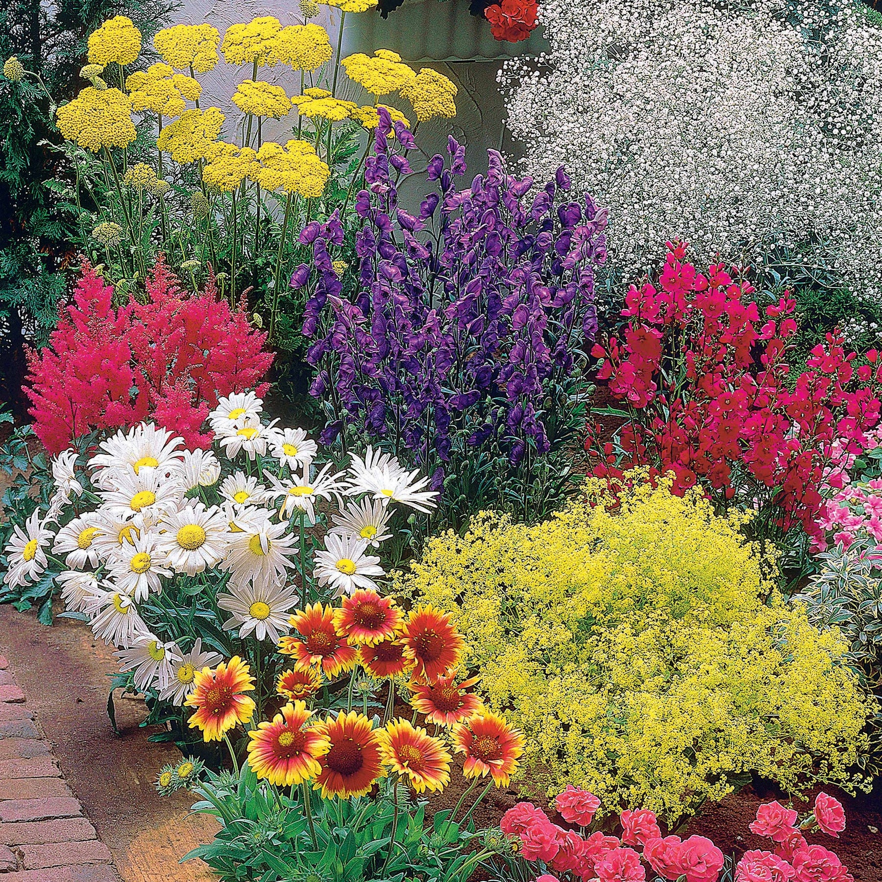 Pflegeleichtes Staudenbeet - Fläche ca. 1,5 m² - Achillea filipendula, Sidalcea Rosanna, Aconitum arendsii, Astilbe, Lencanthemum superbum Silver Princess, Alchemilla Mollis, Gaillarda Kobold, Dianthus plumarius Fortuna - Willemse