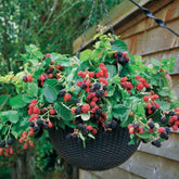 Hänge-Brombeere 'Black Cascade' - Willemse