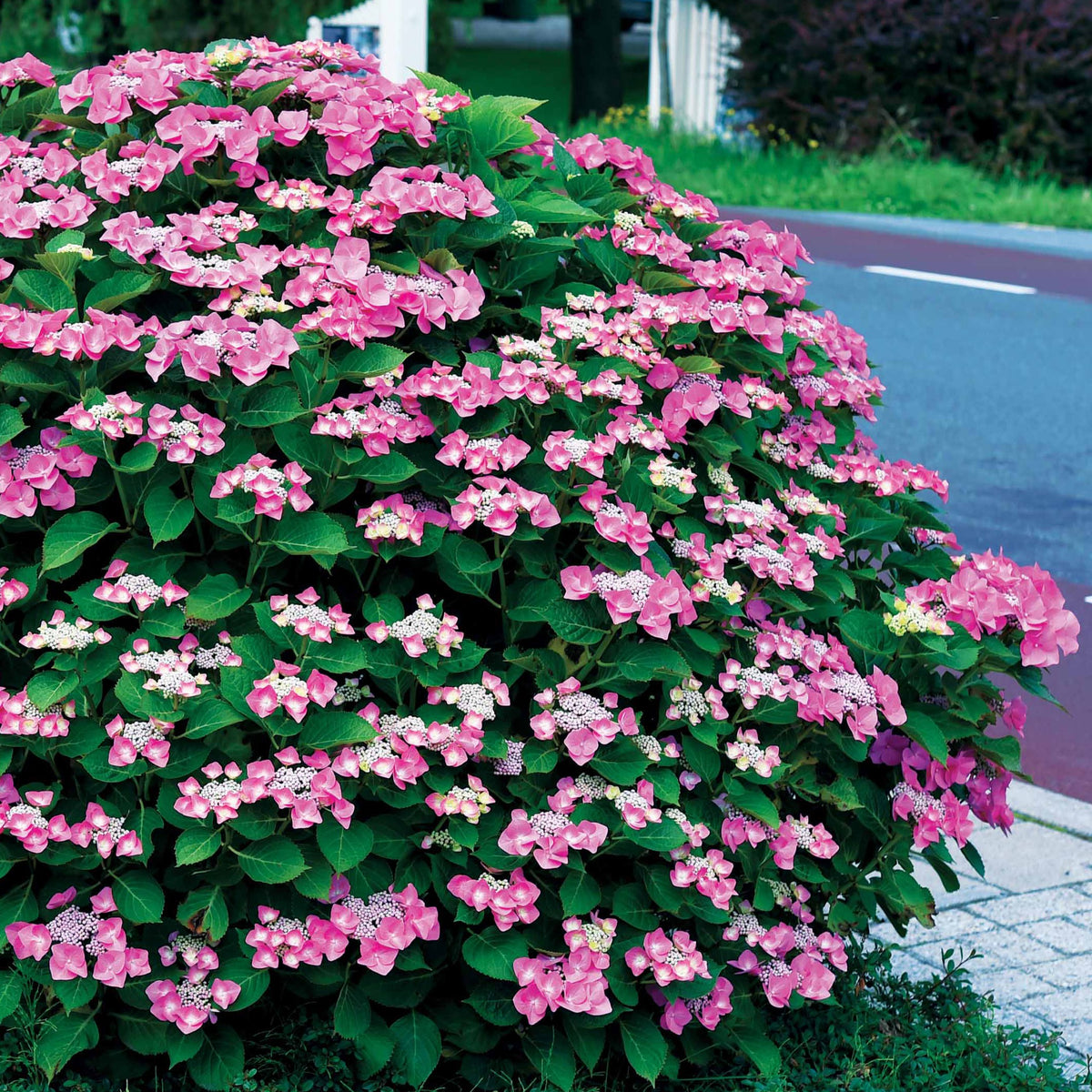 Bauernhortensie Selina - Hydrangea macrophylla Selina - Willemse