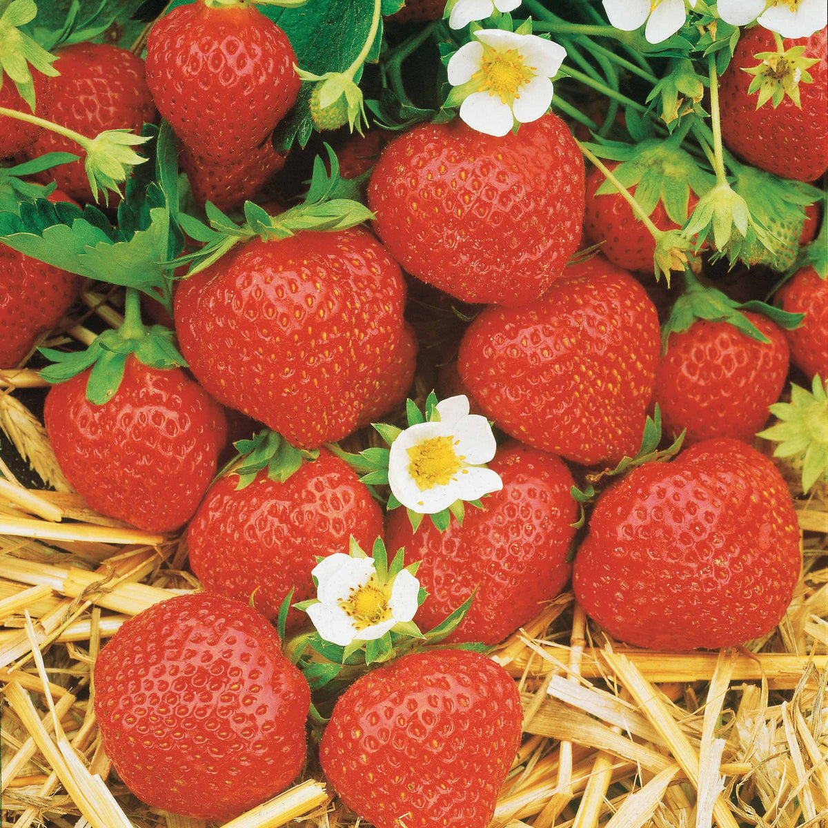 Erdbeeren - Erdbeere ‘Mara des Bois’ - Fragaria vesca mara des bois