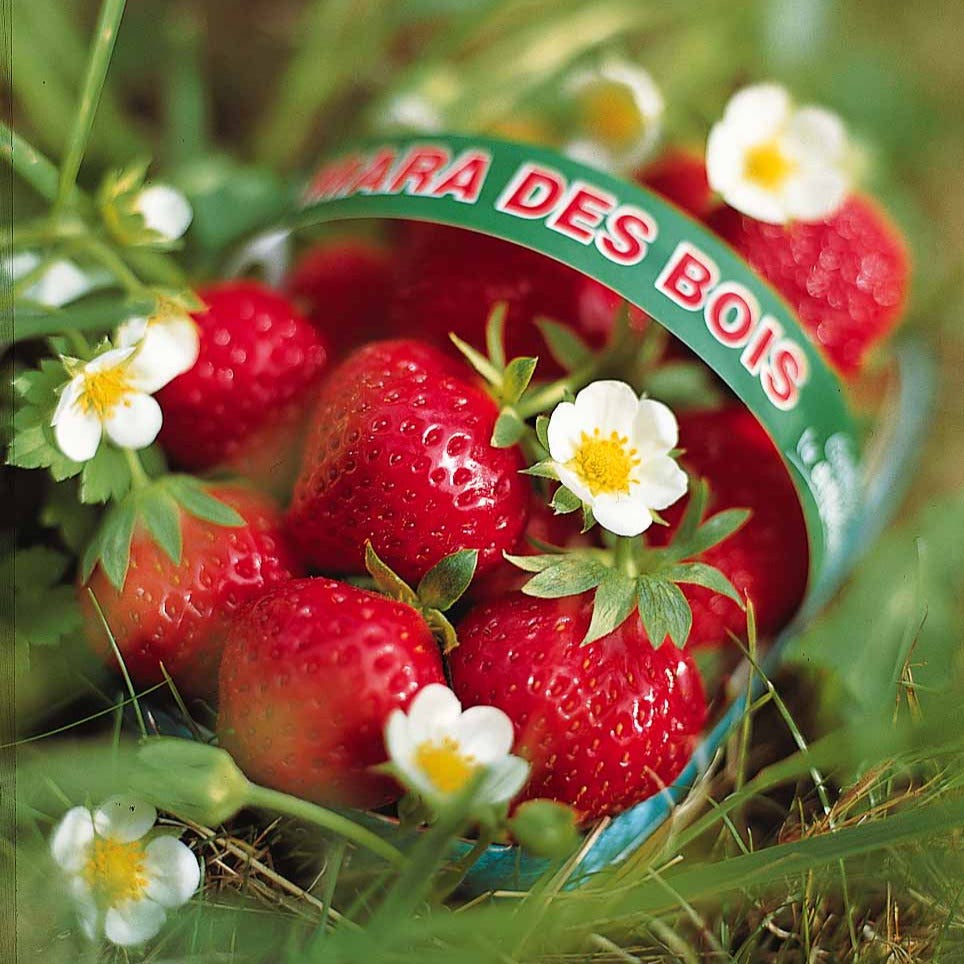 Erdbeere ‘Mara des Bois’ - Fragaria vesca mara des bois - Willemse