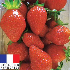 Erdbeere Mariguette ® COV Marionnet 99 - Willemse