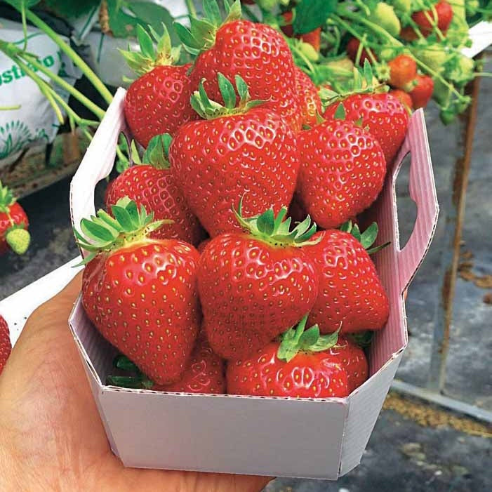 Erdbeere Magnum ® COV Marionnet 97 - Fragaria x ananassa magnum cov marionnet 97 - Willemse