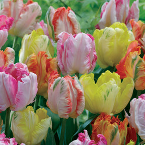 Papageien-Tulpen Pastellmix (x18) - Willemse