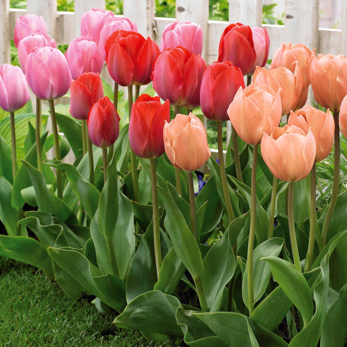 Triumph-Tulpen ‘Van Eijk’ Mix (x25) - Willemse