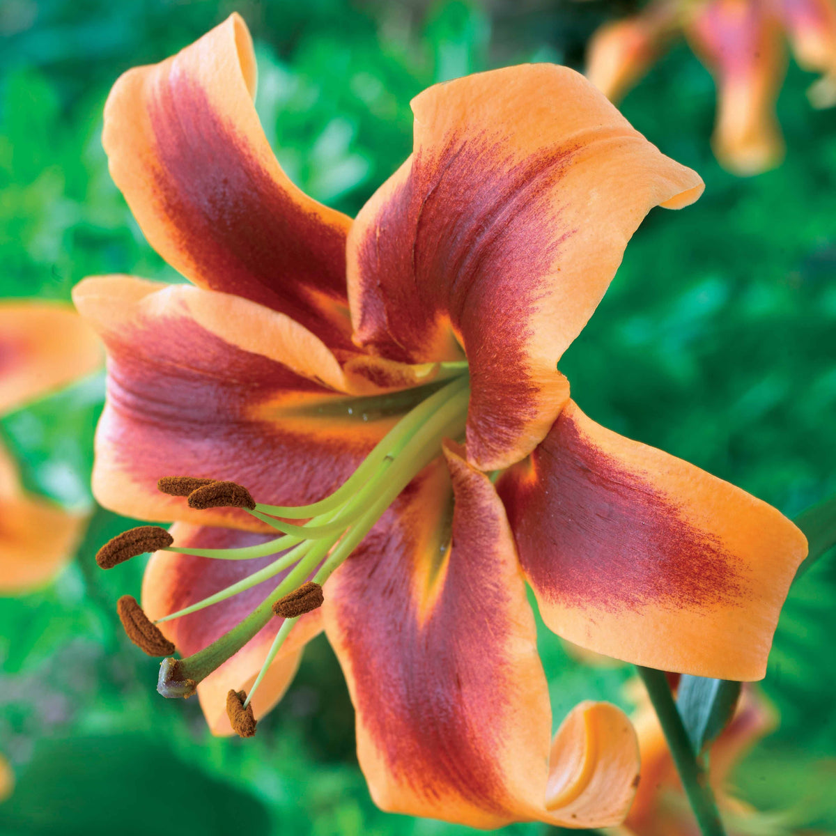 Orientalische Lilie ‘Debby’ (x3) - Willemse