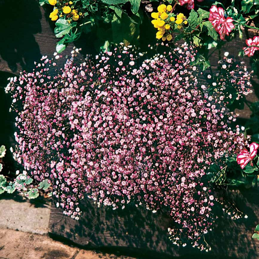 Schleierkraut rosa (x3) - Willemse