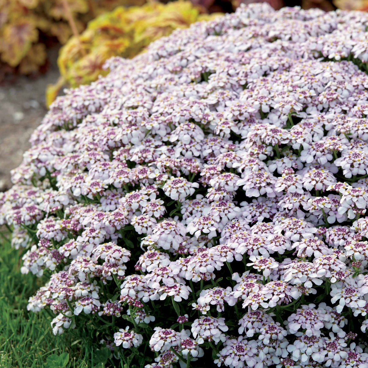 Schleifenblume Pink Ice - Willemse