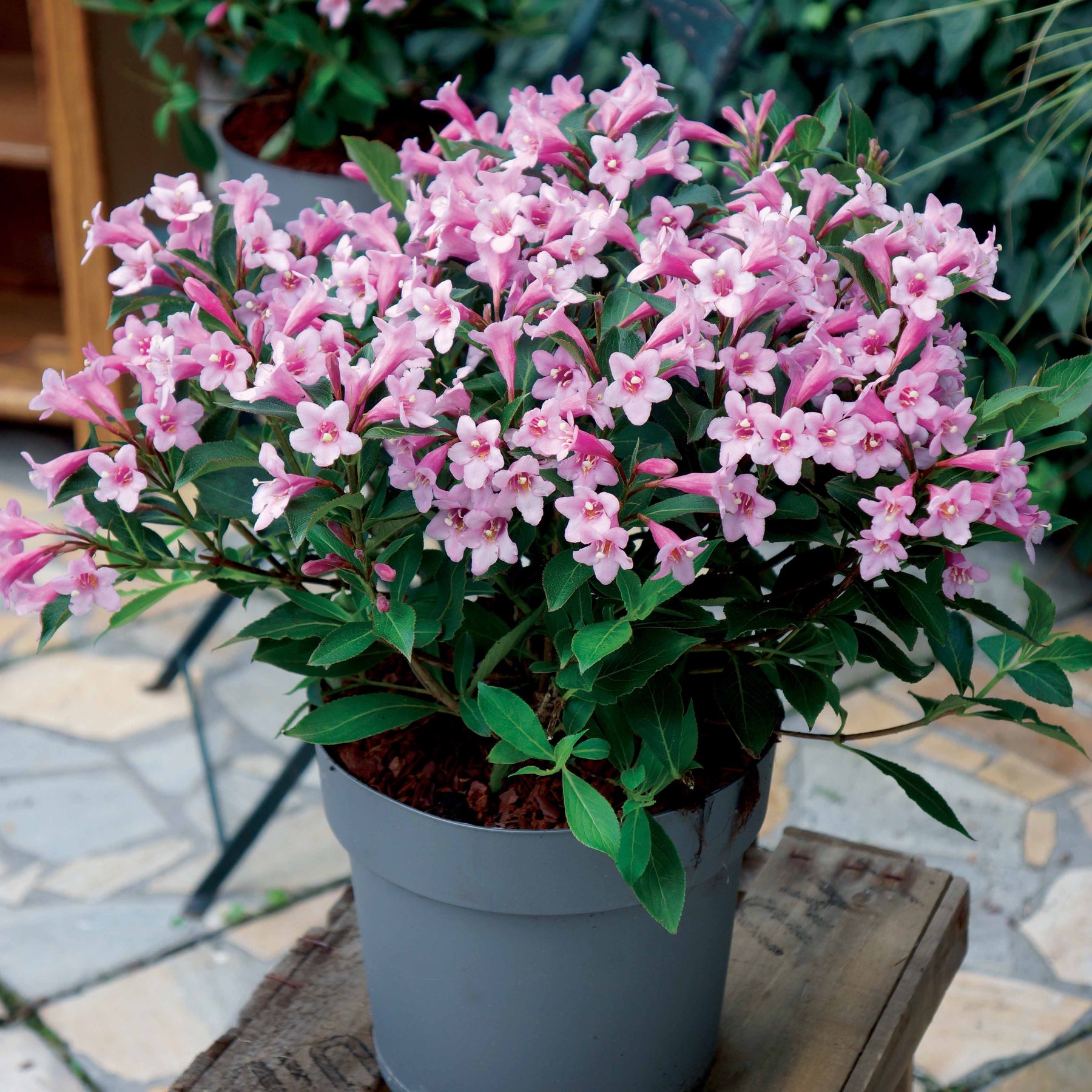 Weigelie Pink Poppet® - Willemse