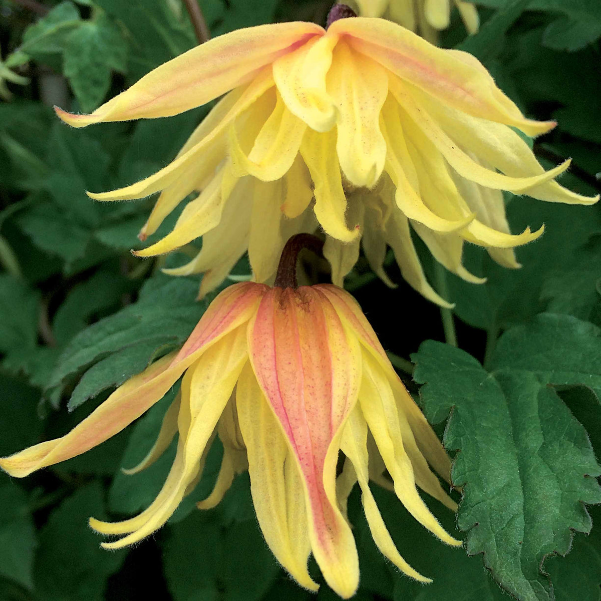 Waldrebe Amber - Clematis chiisanensis Amber - Willemse