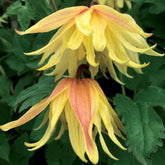 Waldrebe Amber - Clematis chiisanensis Amber - Willemse