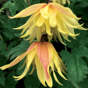 Waldrebe Amber - Clematis chiisanensis Amber - Willemse
