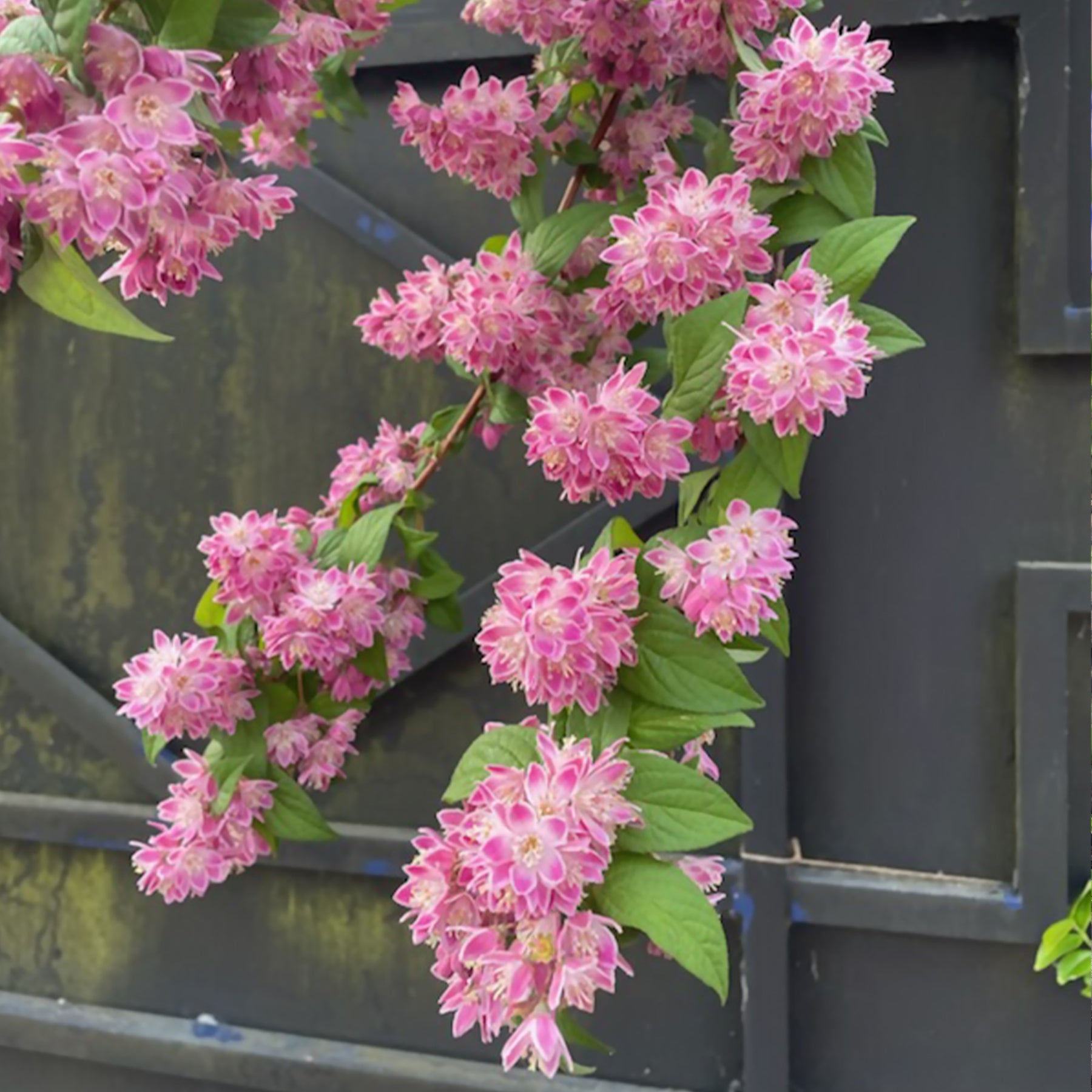 Deutzia Strawberry Field - Erdbeerduft-Deutzie - Blühende Sträucher