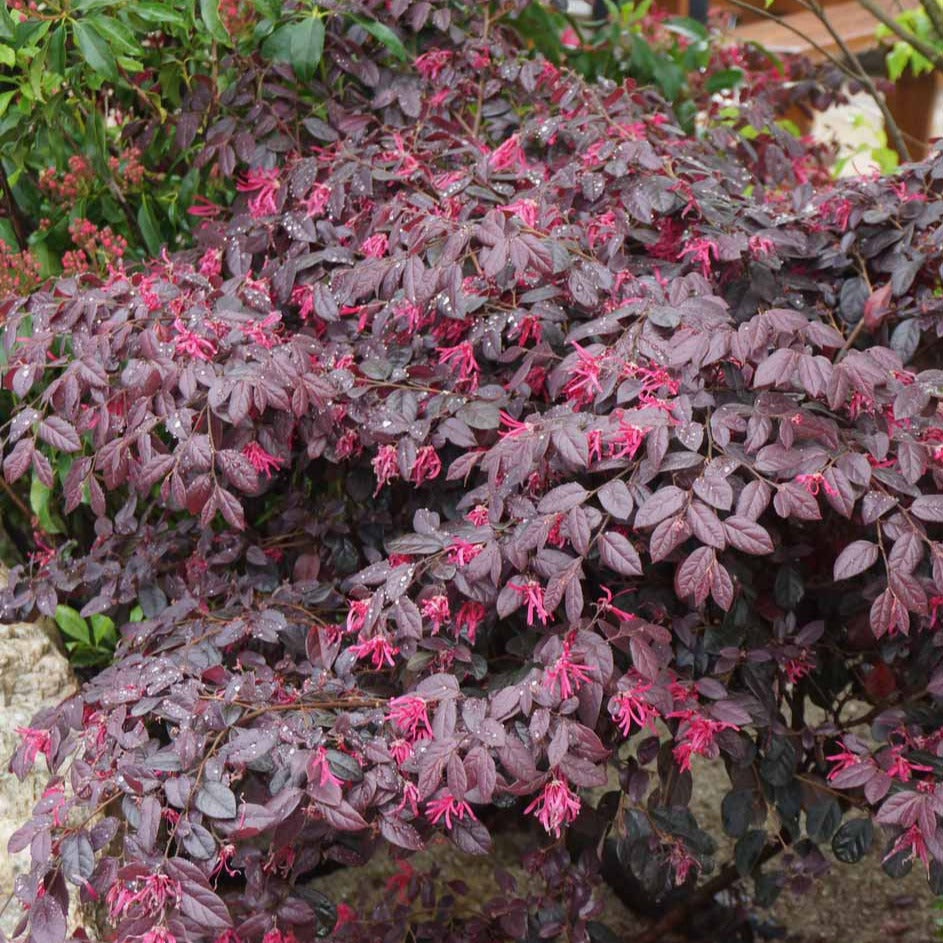 Riemenblüte Black Pearl - Loropetalum chinense black pearl - Terrasse balkon