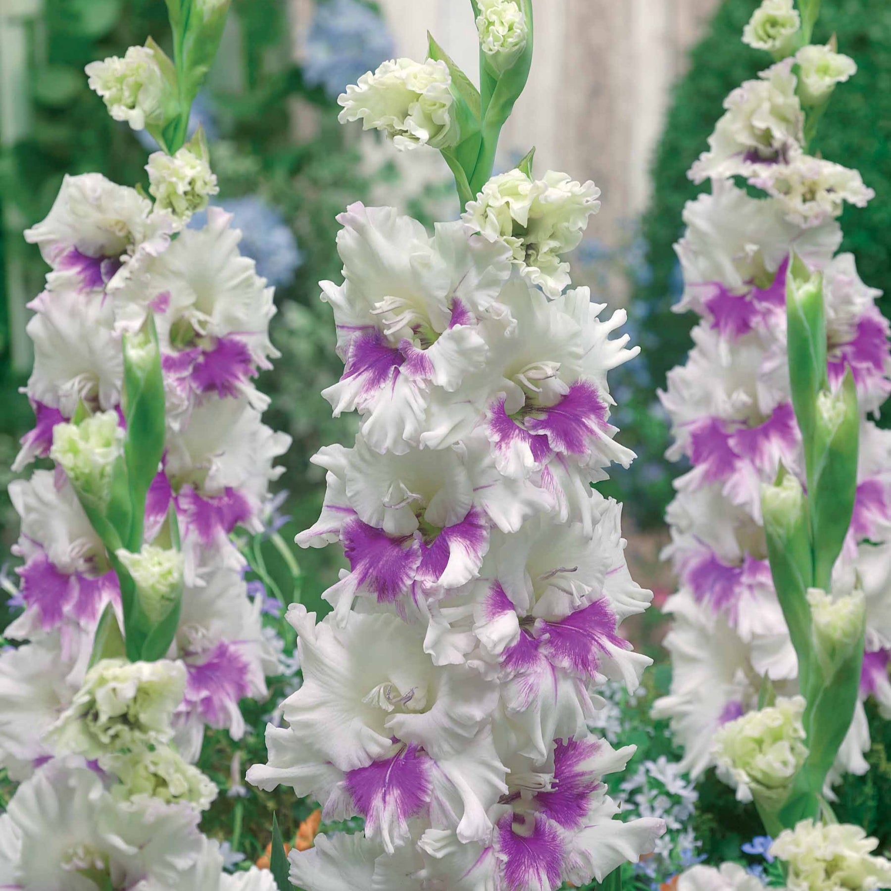Gladiole Kirov (x10) - Willemse