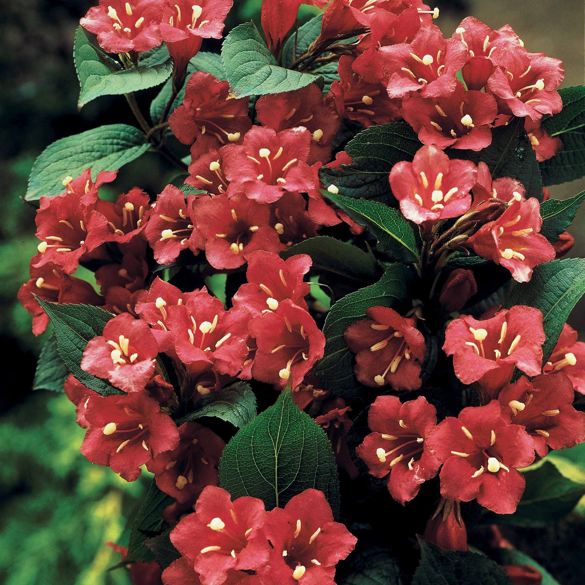 Weigelie Bristol Ruby auf Stamm - Weigela bristol ruby - Willemse