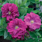 Waldrebe ‘Red Star’ - Clematis red star - Willemse