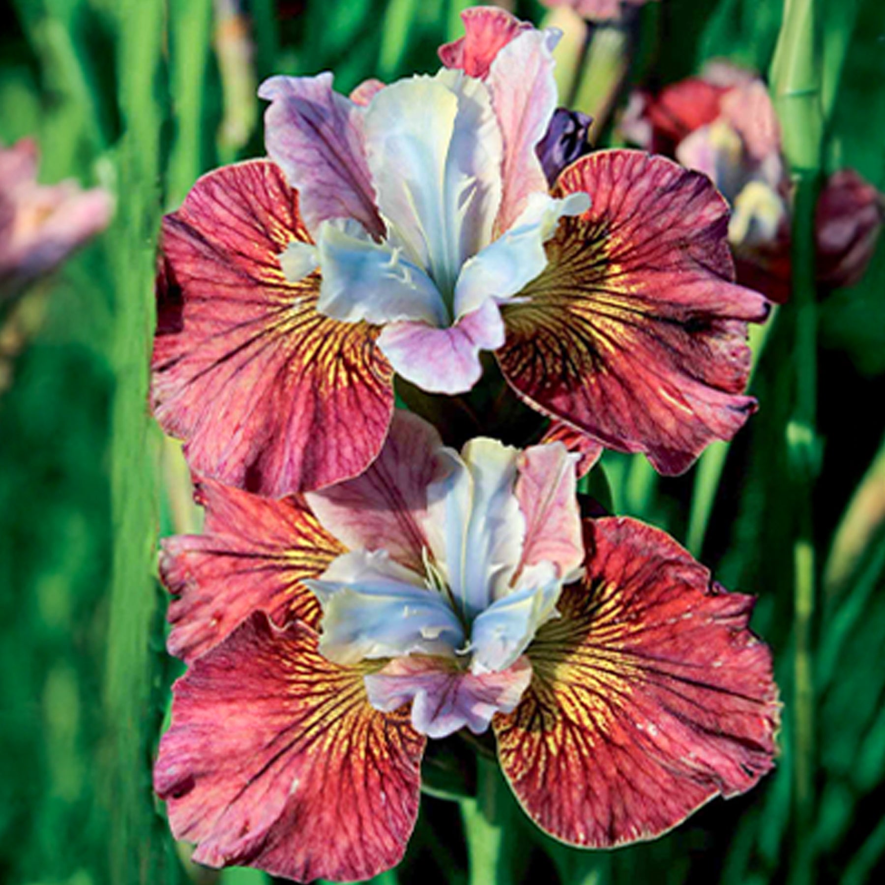 Sibirische Schwertlilie Painted Women (x2) - Iris sibirica painted women - Willemse