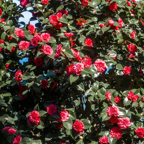 Kamelie - Japanische Kamelie ‘Lady Campbell’ - Camellia japonica Lady Campbell